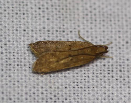 Réf. 327 329 : Helcystogramma lutatella